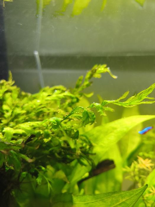 Bolbitis heudelotti (planta aquário)