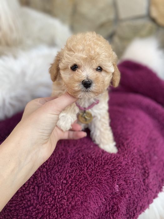 Найкрасивіші мальтипу ф1