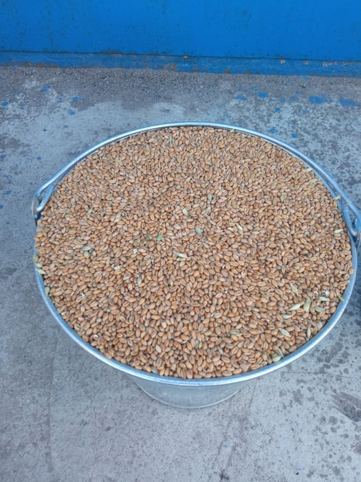 Кукурудза.Пшениця