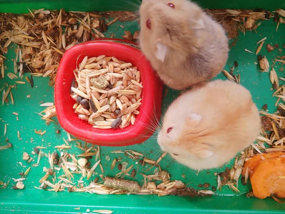 Джунгарские хомячки