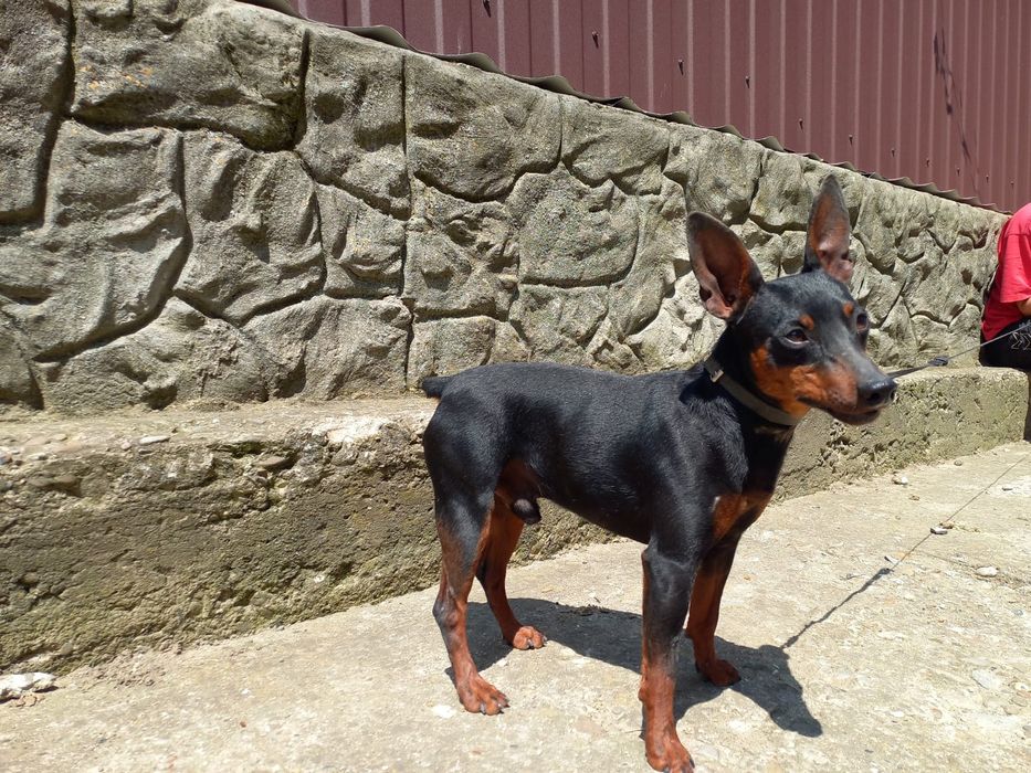 В'язка карликовий пінчер