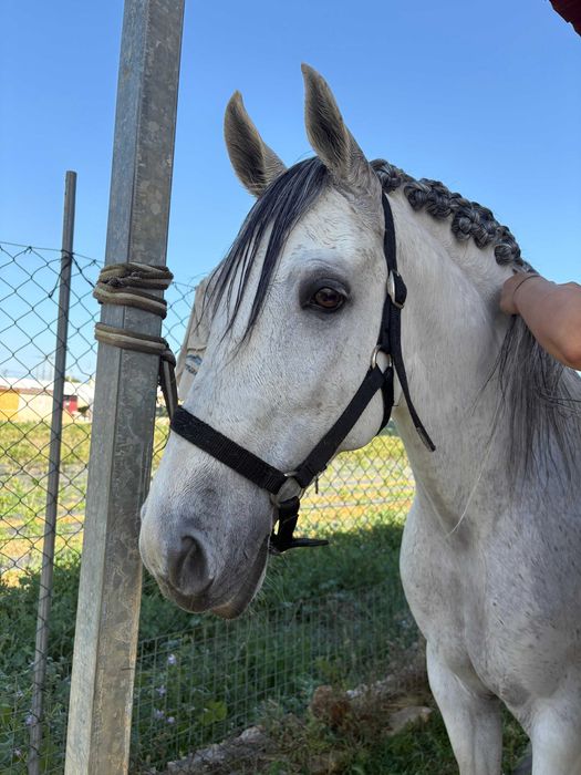 Cavalo Puro Lusitano
