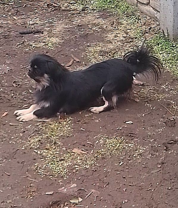 Девочка пекинес .