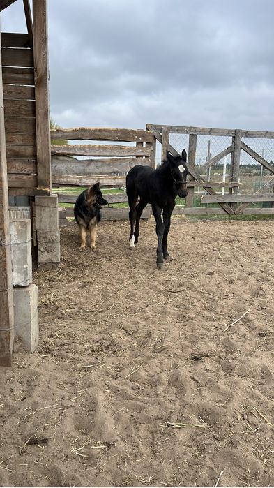 Konie sląskie klacz i zrebię