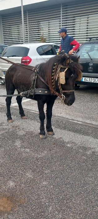 Poney  mansinho  bem engatado e montado