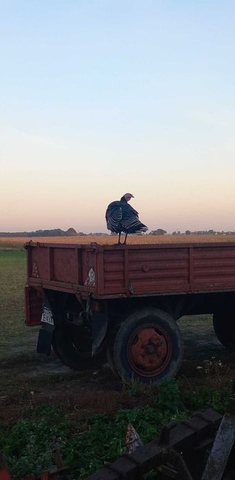 Sprzedam indyki, indory