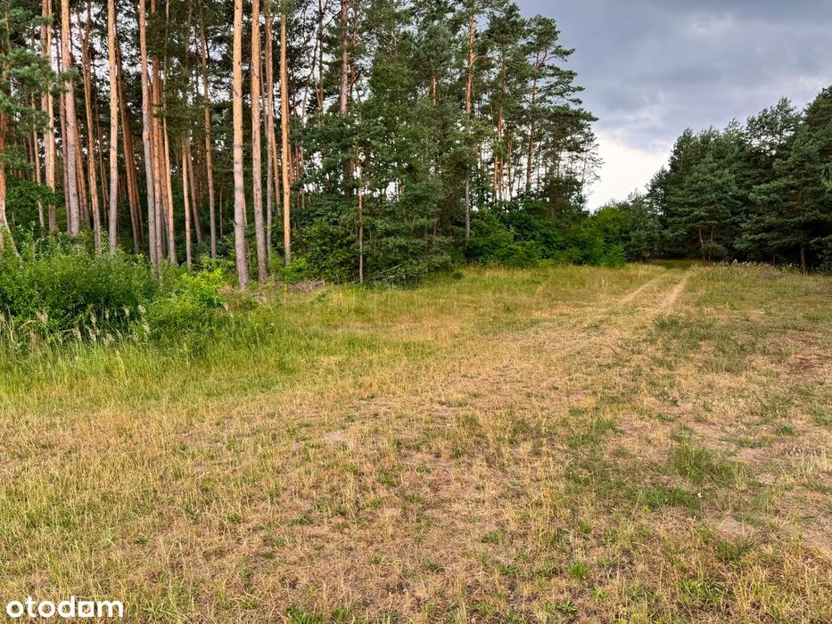 Działka budowlana z WZ , 4900 m² z malowniczym widokiem w Żernikach - Widok 4