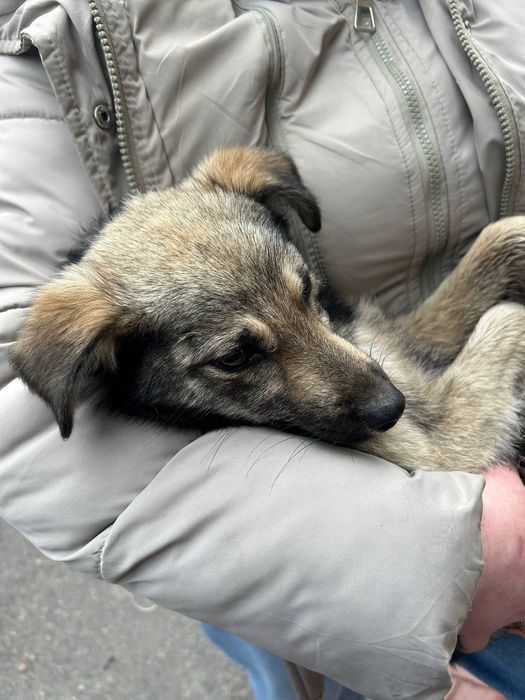 Отдам в добрые руки щенка