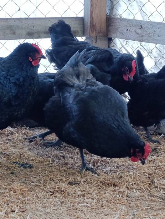 Інкубаційні яйця Джерсійського гіганта.