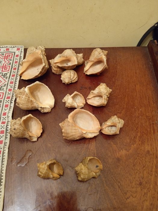 Продаю ракушки ціна 150 грн за всі