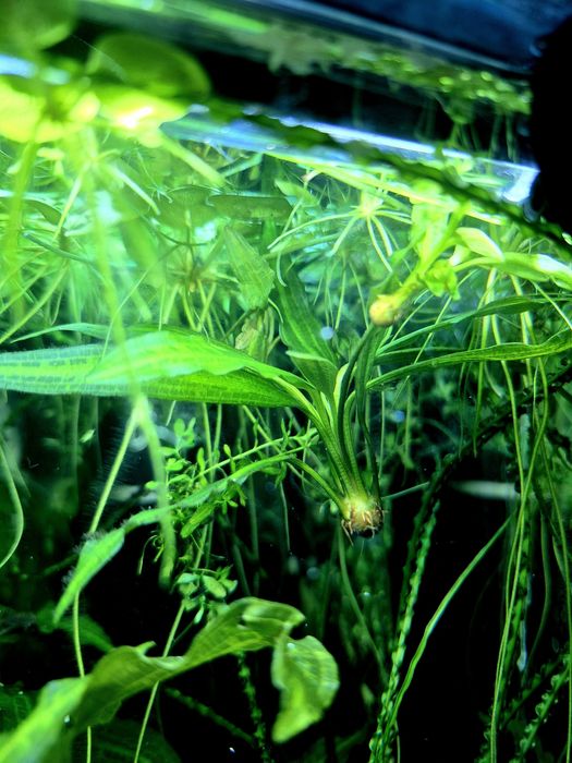 Аквариумные рыбки, гуппи, анциструс, улитки, аквариумные растения