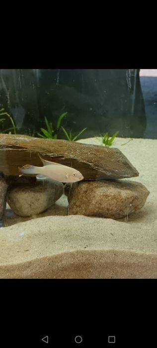 Kribensis (pelvicachromis pulcher)