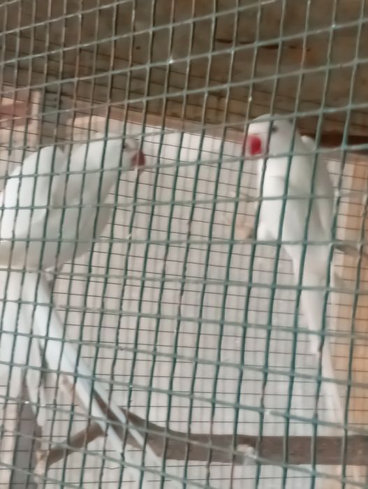 Casal ringneck albino