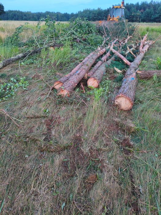Drewno opałowe lub na palety. Sprzedam sosne. Propozycje ceny