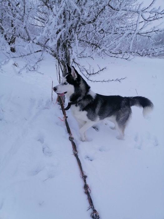 Сибірський Хаскі