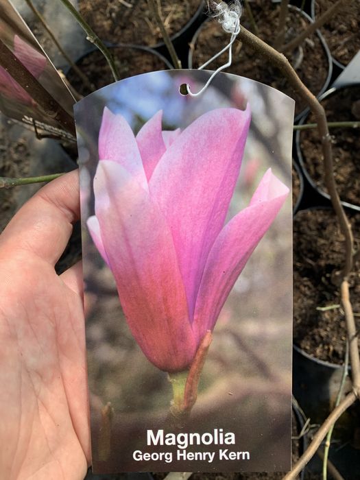 Magnolia 3L Różne Odmiany