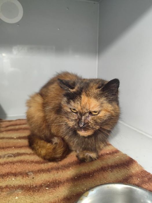 Черепашка, черепаховая кошечка, кішка ищет передержку, дом