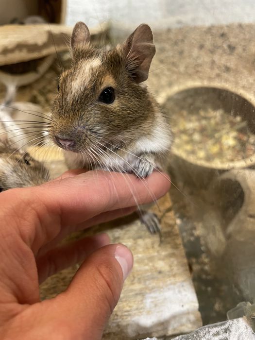 Koszatniczka - Degu, wyjątkowe kolory!