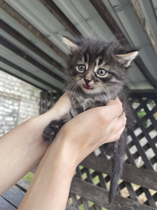 Котики. Кошенята. Кіт.