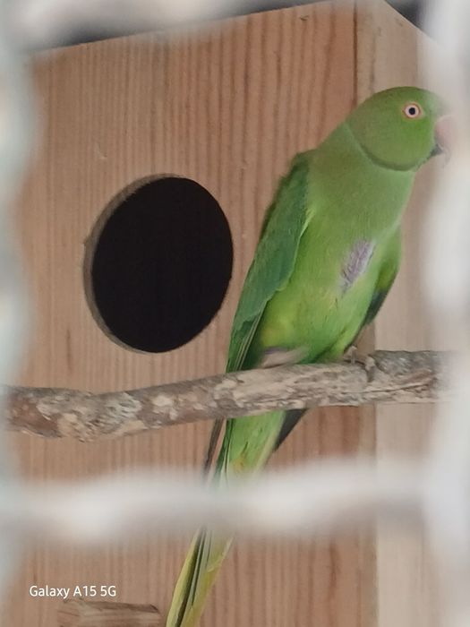 Ring neck verde fêmea