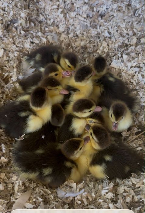 11 Patos para venda