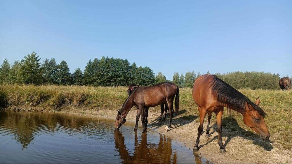 Klacz SP ur wiosna 2024