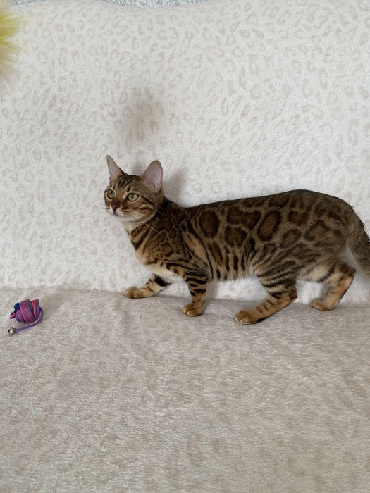 Бенгалькая кошка 7 мес