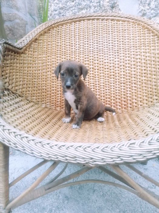 Cachorrinha para adoção responsável