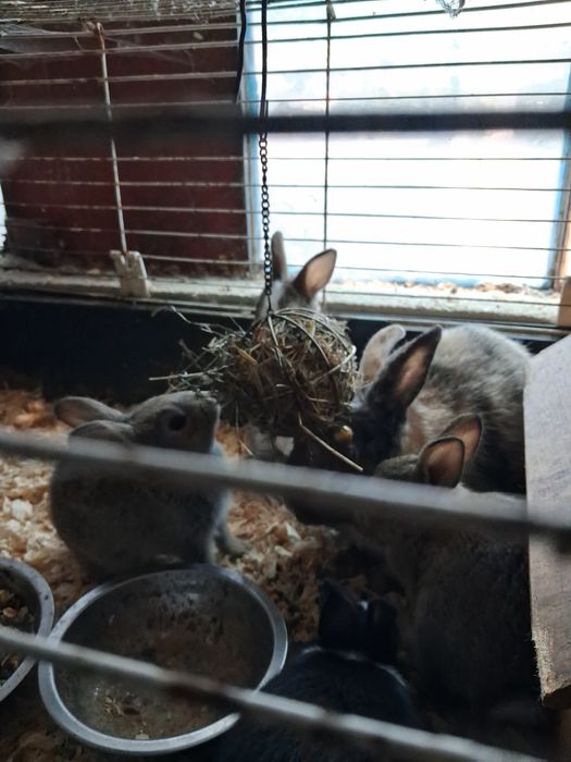 Coelhos anoes para entrega imediata