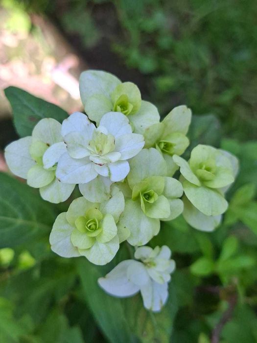 Hortensje unikaty!