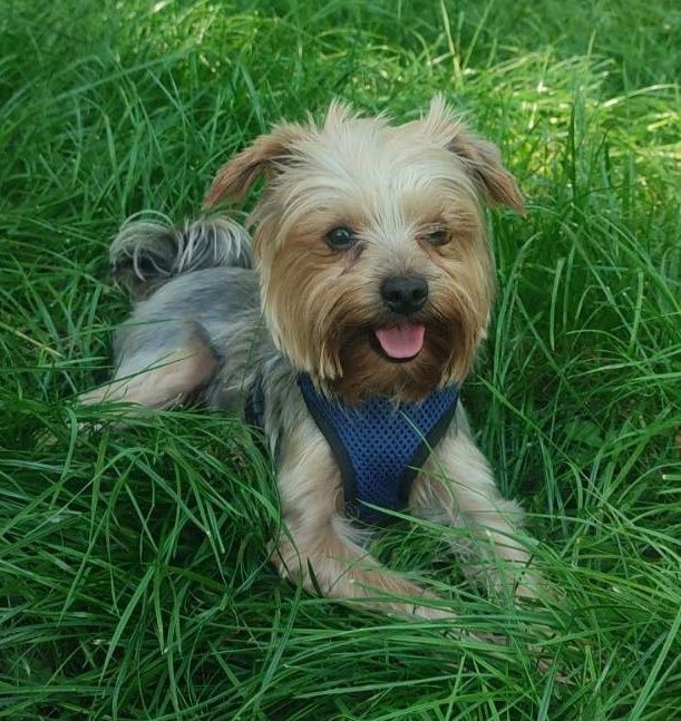 УВАГА Розшук Йорка