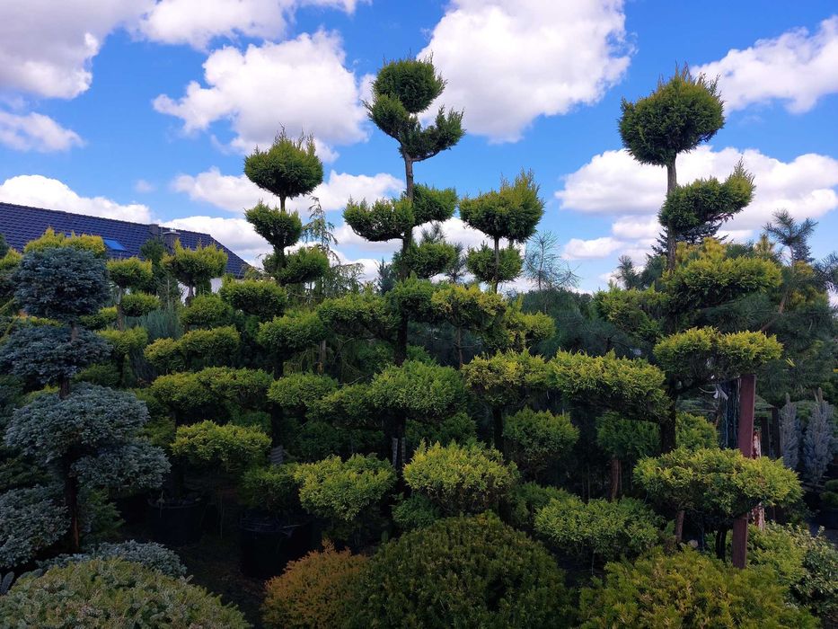 Bonsai, niwaki - Sosna, Jałowiec, Cis, Cyprysik, Szkółka krzewów