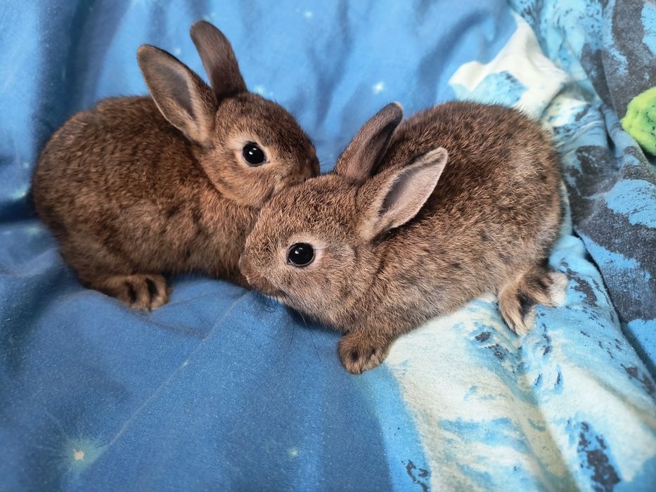 Кролик Мини и Карликовий