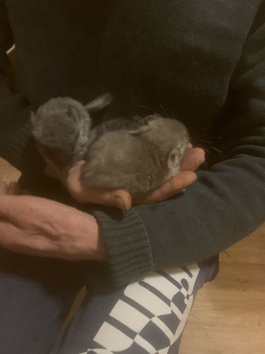 Домашні ручні гризуни