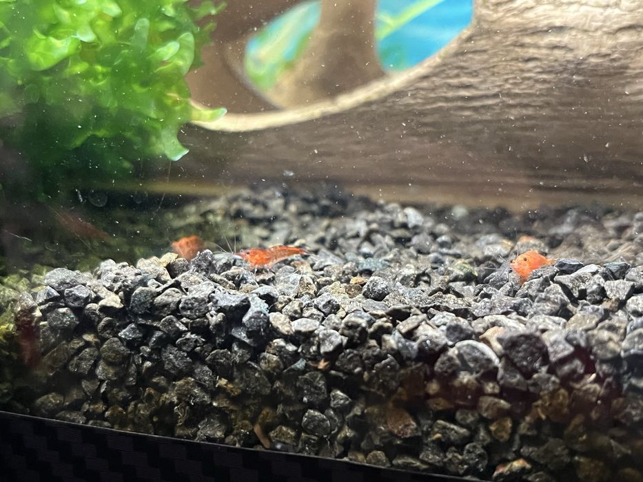 Креветка неокардина червона печінковий мох