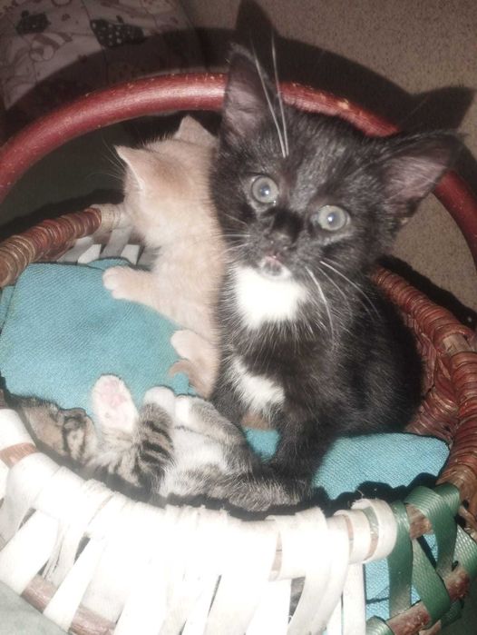 Oddam kotka do adopcji, tylko odpowiedzialni właściciele