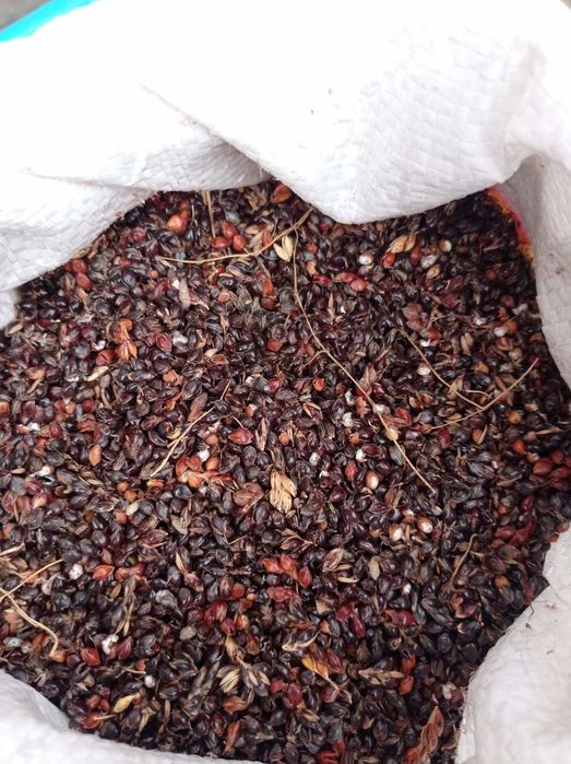 Насіння на віничче