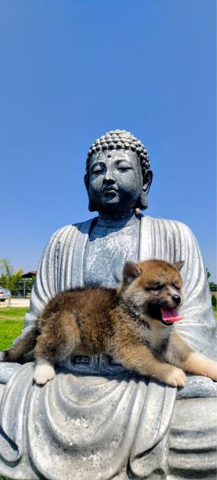 Akita Inu bebe maravilhoso