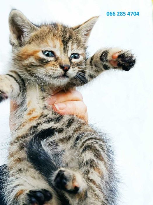 Котята котики кошки красивые  бесплатно в дар