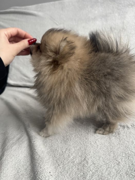 Szpic Miniaturowy Pomeranian Piesek XS Kolor Sable