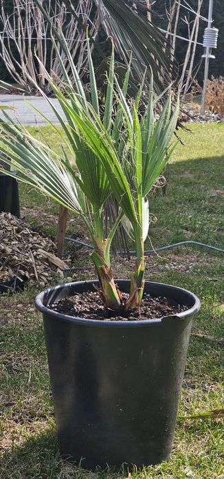 Washingtonia Robusta