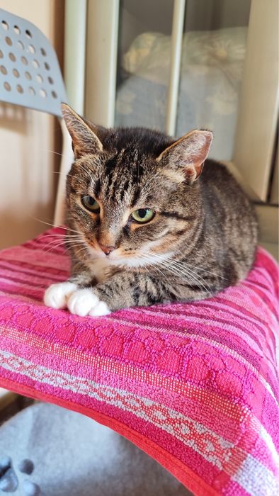 Papaja - spokojna, dorosła kotka szuka domu