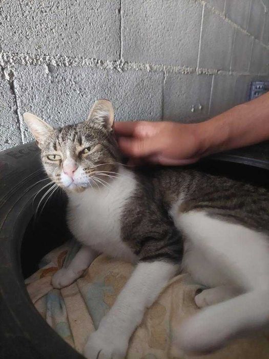 Morgana - Procura família 5 estrelas