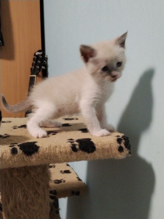 Продам кошенят блакитнооке