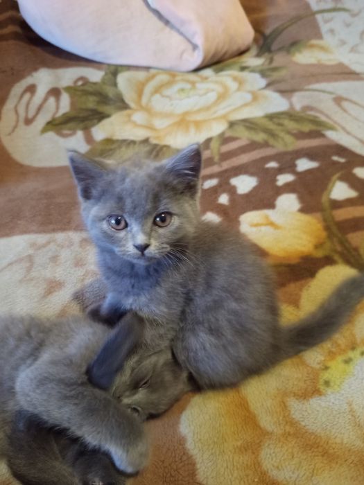 Продаются британские котята