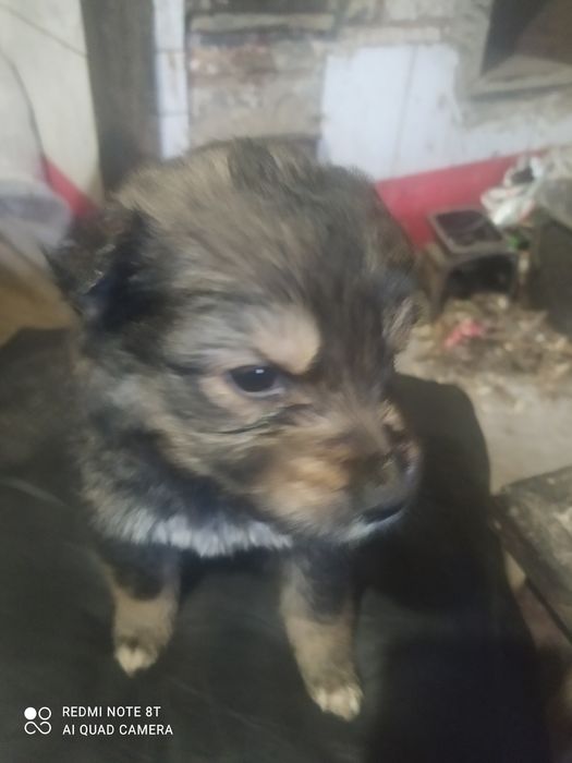 Віддам в гарні руки.