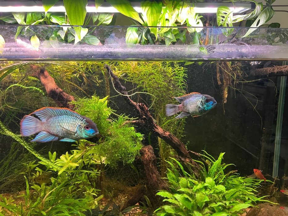 Vendo peixes lindos