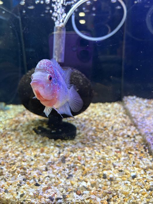 Pielęgnica Flower Horn