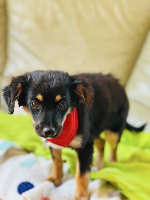 Freja szuka domku 5.35 kg