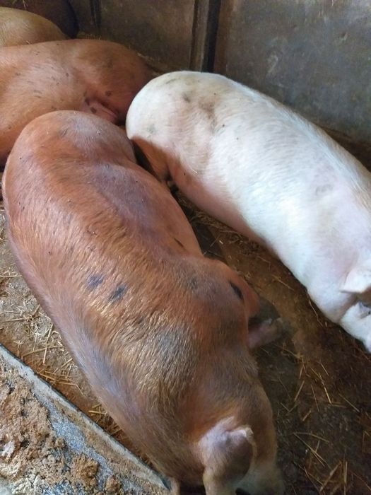 Продаються свині